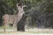 Nice twelve point whitetail buck by tree