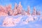 Nice twisted trees covered with thick snow layer enlighten rose colored sunset in beautiful winter day.