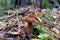 Nice unique mushroom of Suillus