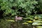 Nice vegetation and a Mallard ( Anas platyrhynchos) at the river shore of the river Havel