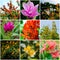 Nice vibrant flower color in nature collage