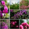 Nice vibrant flower color in nature collage