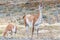 Nice view of the beautiful, wild Guanaco on Patagonian soil