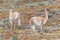 Nice view of the beautiful, wild Guanaco on Patagonian soil