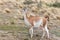 Nice view of the beautiful, wild Guanaco on Patagonian soil