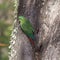 Nice view of the beautiful, wild Parrot on Patagonian soil