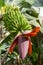 Nice view of a canary banana plant with a red blossom