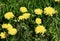 A nice view of dandelion  flowers