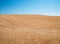 A nice view of a large weath field dried plants ready for harvesting. Farming and rural concept.