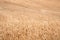 A nice view of a large weath field dried plants ready for harvesting. Farming and rural concept.