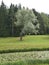 Nice view of the park. Russia. Gray sky, green grass, trees, swampy water