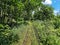 Nice view of the railway tracks in the forest. Green fabulous view of trees in the forest