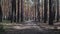 Nice view of the road through the pine forest. Narrow focus.