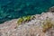Nice view of the sea. Calm clean sea. Large stones. Cacti grow on stones. View from above. The Adriatic. Montenegro