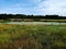 Nice view of the swamp and field. Evening summer landscape