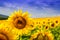 Nice view of yellow sunflowers, summer nature landscape