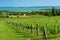 Nice vineyard in Csopak next to the lake Balaton at summer landscape with houses and church