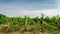Nice vineyard plant, agriculture, south moravia, Czech republic