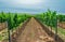 Nice vineyard plant with blue sky, agriculture, south moravia, Czech republic