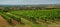 Nice vineyard plant with small village, agriculture, south moravia, Czech republic