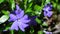Nice violet flowers vinca on green leaves background spring nature macro 4k video