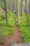 Nice walking path in Tiveden national park Sweden