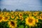 Nice and warm in summer field with blooming sunflower blossoms