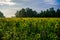 Nice and warm in summer field with blooming sunflower blossoms