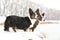 Nice welsh corgi cardigan in the snow