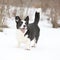 Nice welsh corgi cardigan in winter