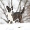 Nice welsh corgi cardigan in winter