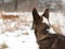 Nice welsh corgi cardigan in winter