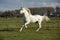 Nice welsh mountain pony stallion running