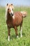 Nice welsh mountain pony standing on pasturage