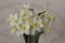 Nice white daffodil in bright blurry background in early spring, maltese daffodil, narcis, blossom daffodils