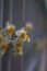 Nice white daffodil in bright blurry background in early spring, maltese daffodil, narcis, blossom daffodils on a natural backgrou