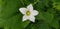 A nice white flower on green background is ivy scarlet gourd