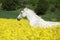 Nice white furioso running in colza field