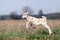 Nice white goatling with brown spots start leap in the meadow