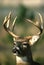 Nice Whitetail Buck Portrait