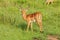 Nice Wild African Impalas in the Mikumi National Park, Tanzania