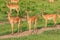 Nice Wild African Impalas in the Mikumi National Park, Tanzania