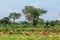 Nice Wild African Impalas in the Mikumi National Park, Tanzania