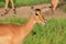 Nice Wild African Impalas in the Mikumi National Park, Tanzania