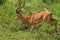 Nice Wild African Impalas in the Mikumi National Park, Tanzania