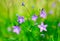 Nice wild flower campanula patula, wild flowering plant, beautiful purple spreading bell flowe