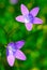 Nice wild flower campanula patula, wild flowering plant, beautiful purple spreading bell flowe