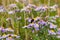 Nice wildflowers and grass on meadow