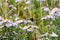 Nice wildflowers and grass on meadow