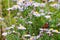 Nice wildflowers and grass on meadow